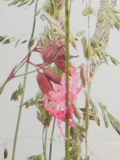 helline home Rideaux Et Stores<Rideau superbe store